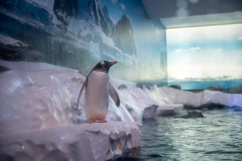 Gentoo penguin held in an enclosure at Sea Life London Aquarium.